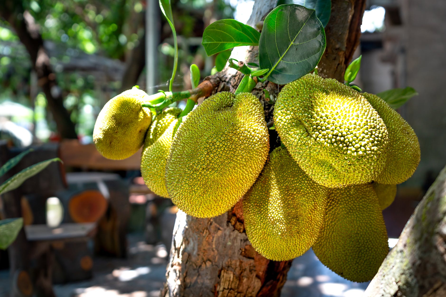 jackfruit hanging on a tree trunk