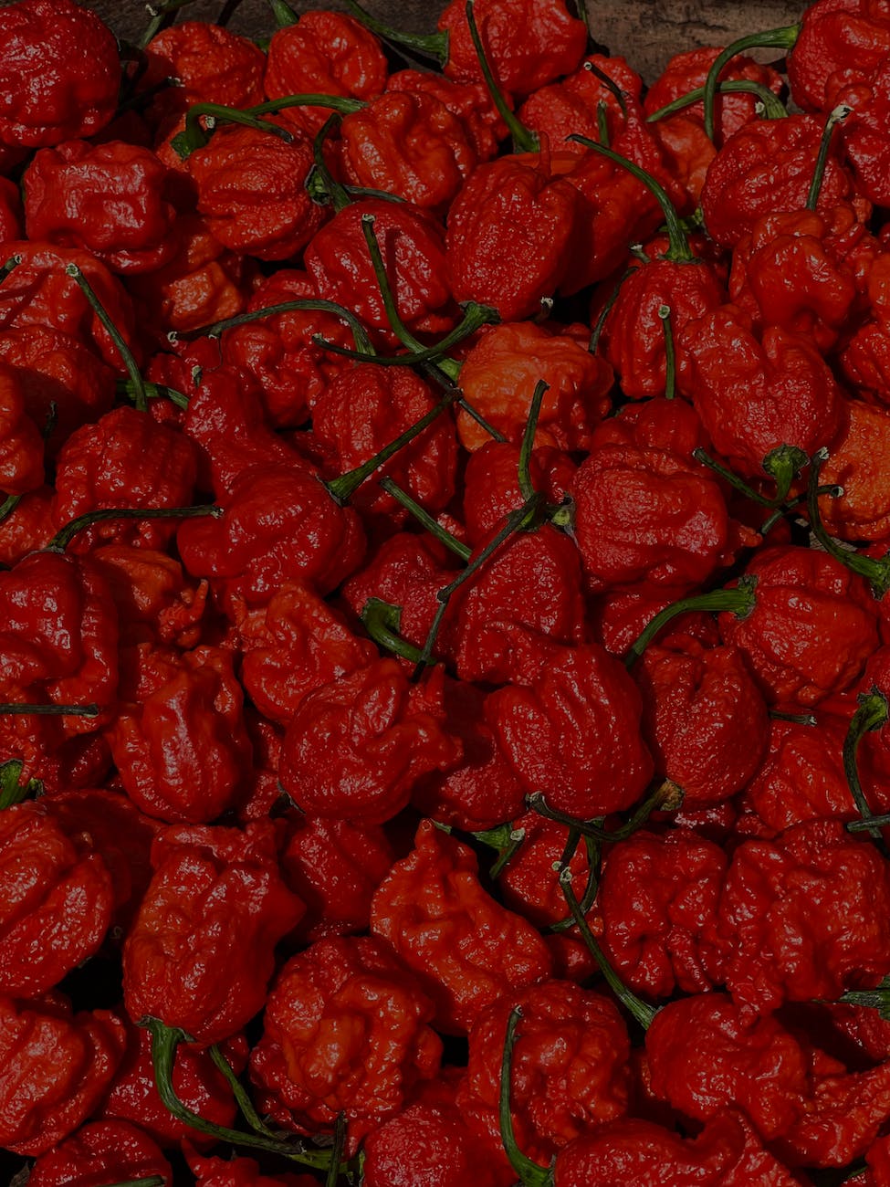 bunch of red chili peppers in close up photography