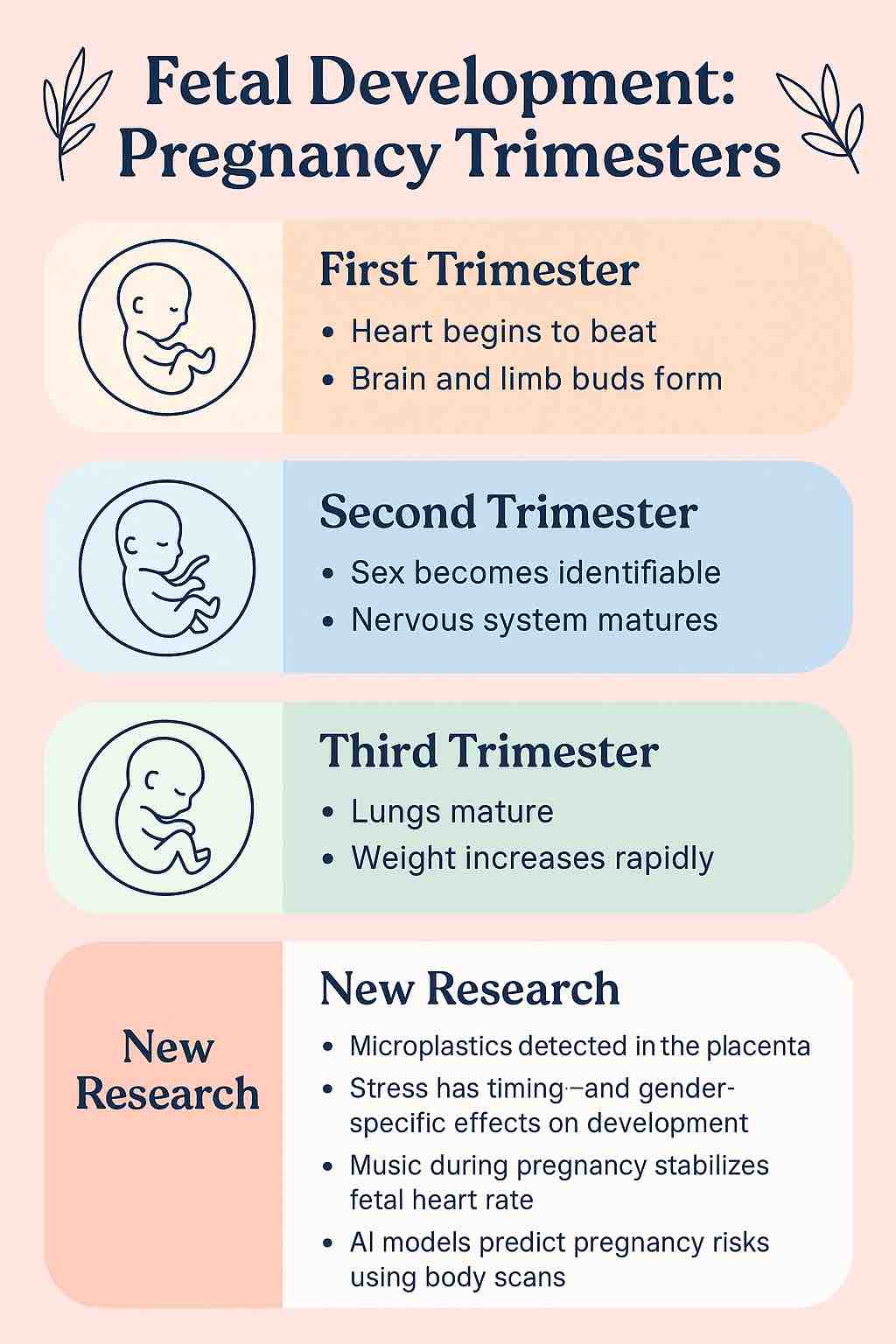 Fetal Development: Pregnancy Trimesters