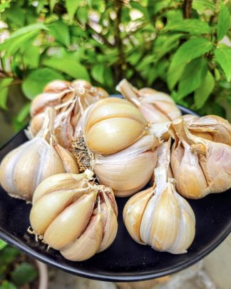 Pahadi or Himalayan Raw Garlic - organic, locally sourced Hardneck Garlic