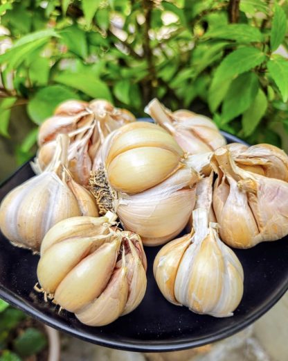 Pahadi or Himalayan Raw Garlic - organic, locally sourced Hardneck Garlic