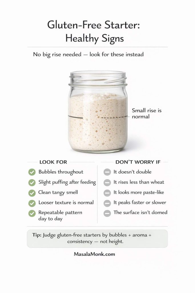 Infographic titled “Gluten-Free Starter: Healthy Signs” explaining that a gluten-free sourdough starter may not rise much and that a small rise is normal. A central jar shows bubbly starter with a marked line. Two lists compare what to look for (bubbles throughout, slight puffing after feeding, clean tangy smell, looser texture is normal, repeatable pattern day to day) versus what not to worry about (doesn’t double, rises less than wheat, looks more paste-like, peaks faster or slower, surface isn’t domed). Tip says to judge gluten-free starters by bubbles, aroma, and consistency—not height. Footer: MasalaMonk.com.