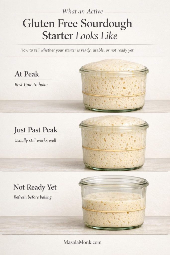 Guide showing peak, just-past-peak, and not-ready gluten free sourdough starter in glass jars.